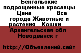Бенгальские подрощенные красавцы. › Цена ­ 20 000 - Все города Животные и растения » Кошки   . Архангельская обл.,Новодвинск г.